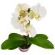 Живой цветок Белая орхидея в горшке