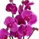 Комнатный цветок Фиолетовая орхидея в горшке