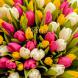 Разноцветные голландские тюльпаны от 11 шт.