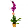 Комнатный цветок Фиолетовая орхидея в горшке