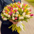 Разноцветные голландские тюльпаны от 11 шт.