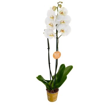 Живой цветок Белая орхидея в горшке