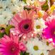 Букет цветов из гербер и хризантем Цветник