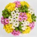 Букет из разноцветных хризантем Гламур