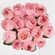 Букет из розовых пионовидных роз Шарм